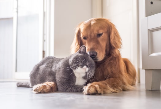 Seguros mascotas